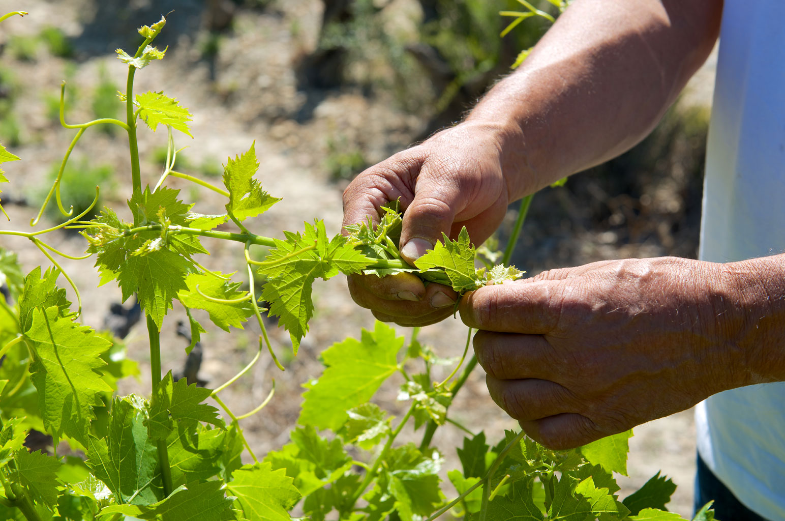 slide-vigneron