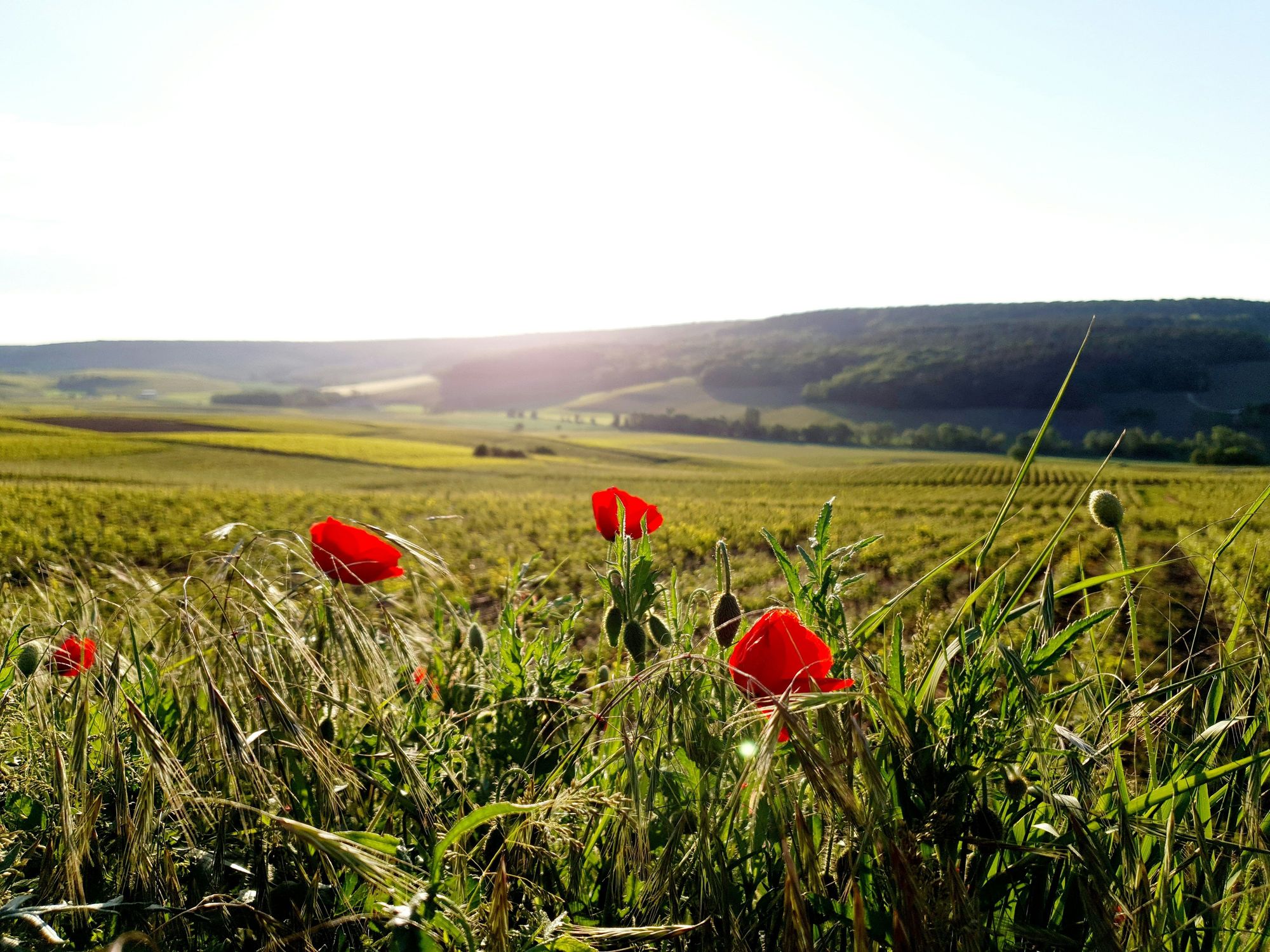 Randonnée vigneronne de Printemps