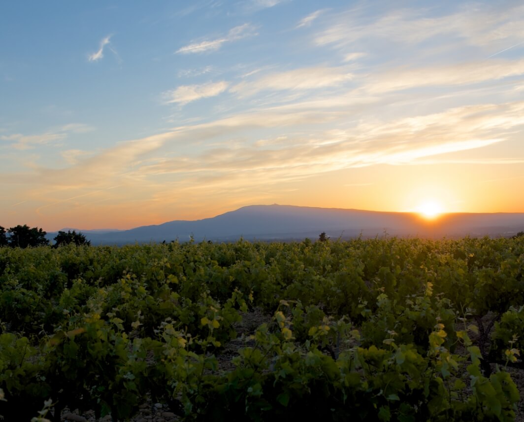 Randonnée vigneronne « Primeur »